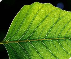 D�veloppement durable sur consoGlobe