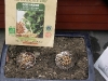 Graines de coriandre bio