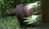 rhinoceros-de-sumatra