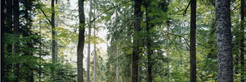 Le pernambouc, un bois étonnant.