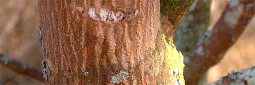 Biodiversité. L'arbre à sexe disparaît