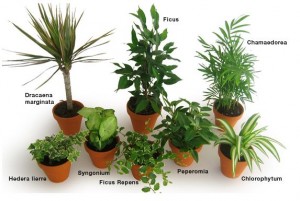 Quelques plantes dépolluantes