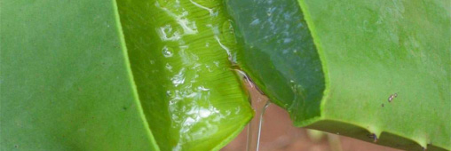 Santé. L'aloe vera, médecine miracle ?