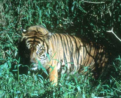 Developpement durable article