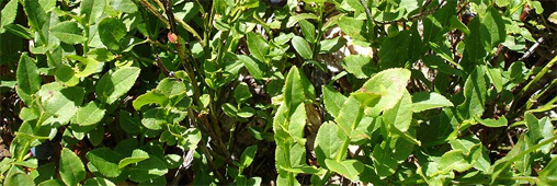Des plantes pour rafraîchir l'air de la maison