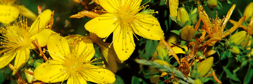 La phytothérapie pour soigner la déprime hivernale