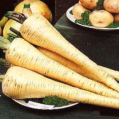 Parsnip Tender and True