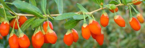 Le goji, le plus super des superfruits