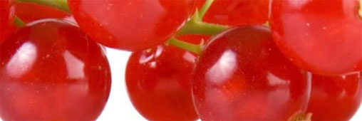 Les fruits rouges, des superfruits made in ici 