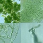 algues-cyanobacteries