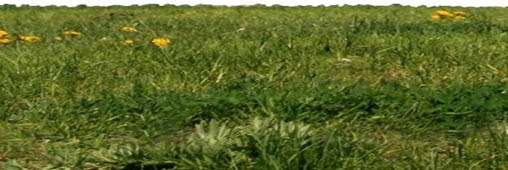 Les astuces anti mauvaises herbes