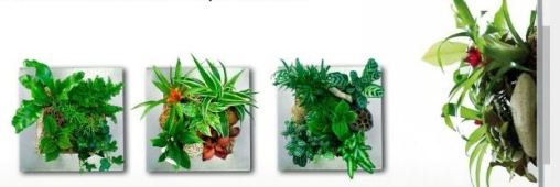 Idée reçue. Il ne faut pas mettre de plante dans sa chambre