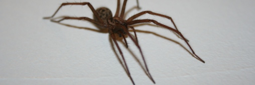 Trucs et Astuces. Lutter contre les araignées chez vous