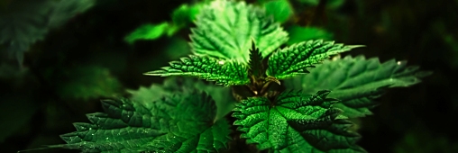 Trucs et Astuces. Que faire de l'ortie qui pousse dans nos jardins ?