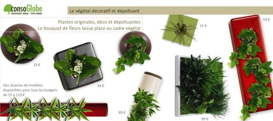 cadres-vegetaux-noel