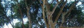 Brazil Forest : la forêt brésilienne comme placement financier durable