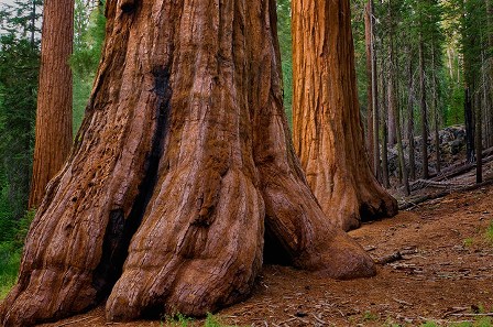 1.sequoia geant