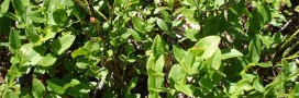 5 plantes pour passer l'hiver