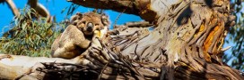 Ces arbres géants en danger (diaporama)