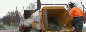 sapin-broya