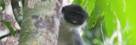 Biodiversité. Une espèce de singe disparue réapparaît
