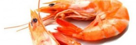 L'élevage des crevettes tropicales, une calamité ?