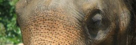 Les éléphants menacés d'extinction à cause du braconnage 