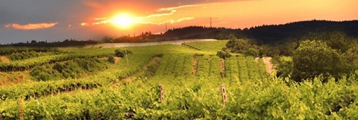 Le label vin bio européen