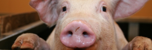 Portrait de cochon sur barquette de jambon