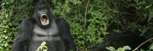Congo. Un parc national menacé par la prospection pétrolière