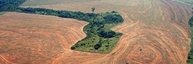 Stop au massacre à la tronçonneuse en Amazonie