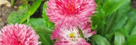 Hortithérapie, bien-être au jardin