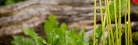Jardin. Pour jardiner et décorer, préférez les solutions vertes !