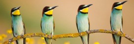 Concours photo du festival de l'oiseau et de la nature : un palmarès de haut vol !