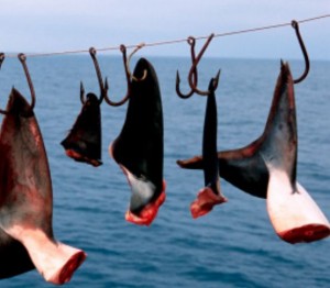 ailerons-requins-shark-finning