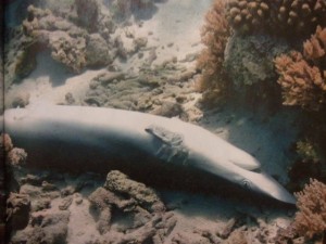 Requin amputé de ses ailerons