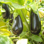 aubergines-bio-amap