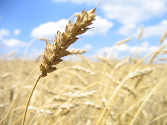 ble-cereales-completes-bien-manger