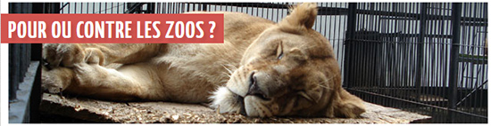 debat-zoos-animaux-animal-zoo