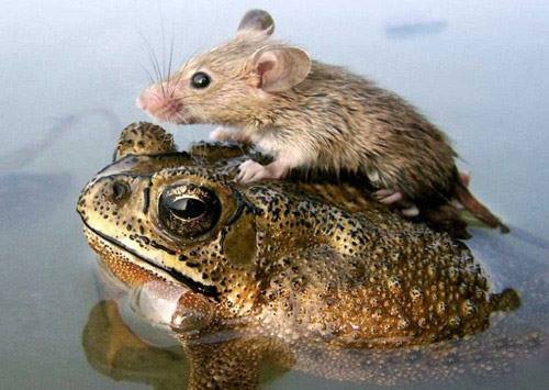drole-couple-grenouille