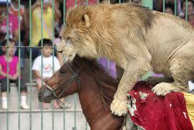 drole-de-couple-cheval-lion
