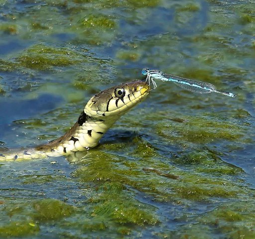 droles-couples-animaux