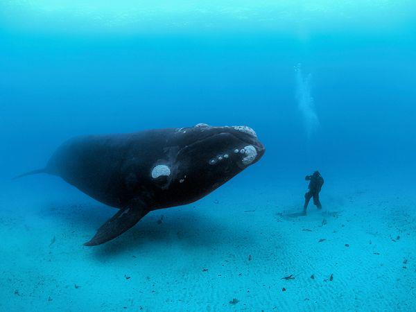 rencontre-baleine
