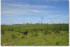 Disparition forêts tropicales