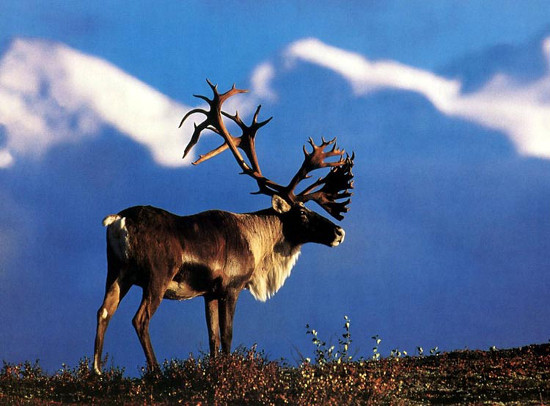  tourisme communautaire caribou