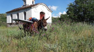 Pégase âne Macédoine