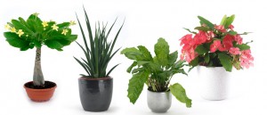 Plantes Plant Planet