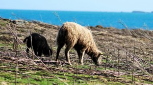 Moutons Quéménès