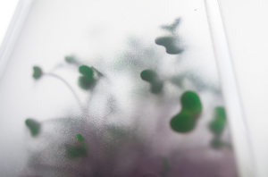 infarm mini-serre en papier cultiver ses légumes Mini serre Infarm 2