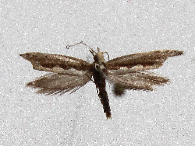 Plutella xylostella 2
